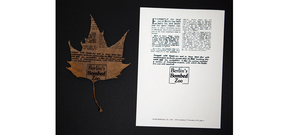 Is there anybody in there? (First test for a Project about the London Zoo). Rocío Garriga