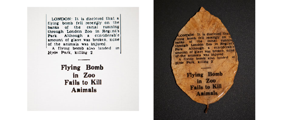 Is there anybody in there? (First test for a Project about the London Zoo). Rocío Garriga